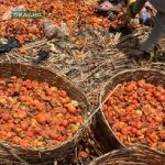 Tomatoes Tuta Absoluta Nigeria