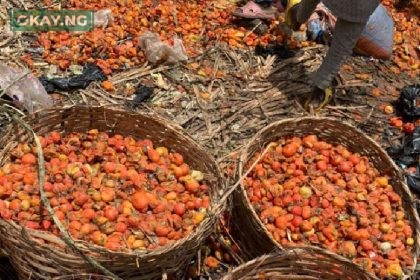 Tomatoes Tuta Absoluta Nigeria