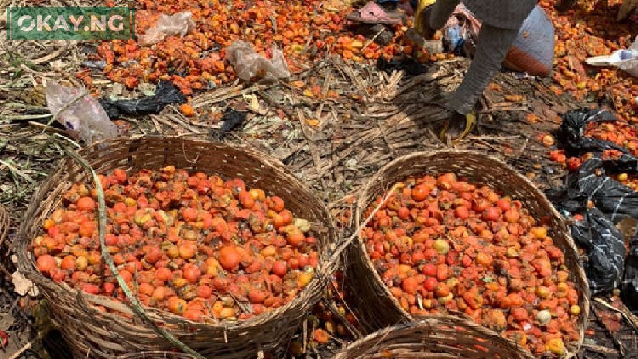 Tomatoes Tuta Absoluta Nigeria