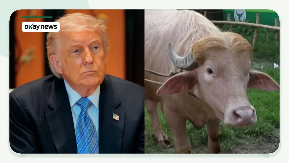 Viral ‘Donald Trump’ Buffalo Spared From Sallah Sacrifice