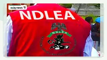 NDLEA Records 15,000 Convictions and 15 Million Kg Drug Seizures in 65 Months