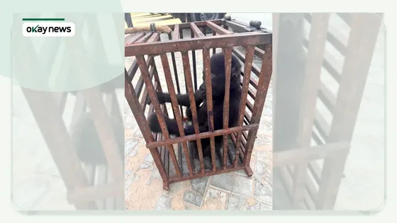 Nigeria Customs Rescues Baby Gorilla, Arrests Trafficking Suspect in Kano Raid