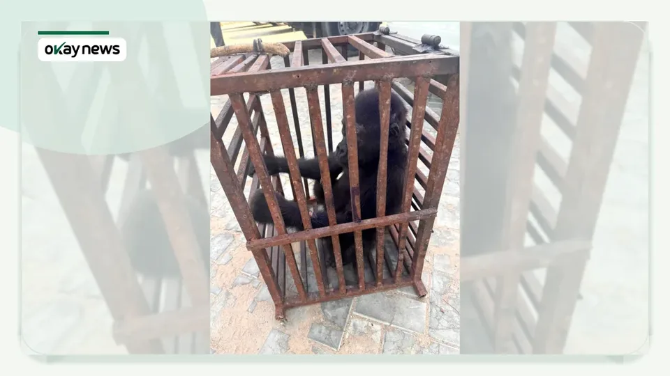 Nigeria Customs Rescues Baby Gorilla, Arrests Trafficking Suspect in Kano Raid